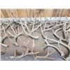 Image 5 : 30.7 Lbs Of Whitetail Shed Antlers