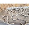 Image 7 : 30.7 Lbs Of Whitetail Shed Antlers