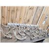 Image 9 : 30.7 Lbs Of Whitetail Shed Antlers