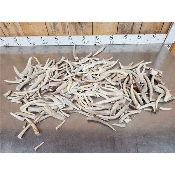 18.5 Lbs Of Whitetail Antler Tines & Chunks