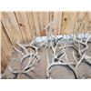 Image 10 : 38.4 Lbs Of Whitetail Shed Antlers