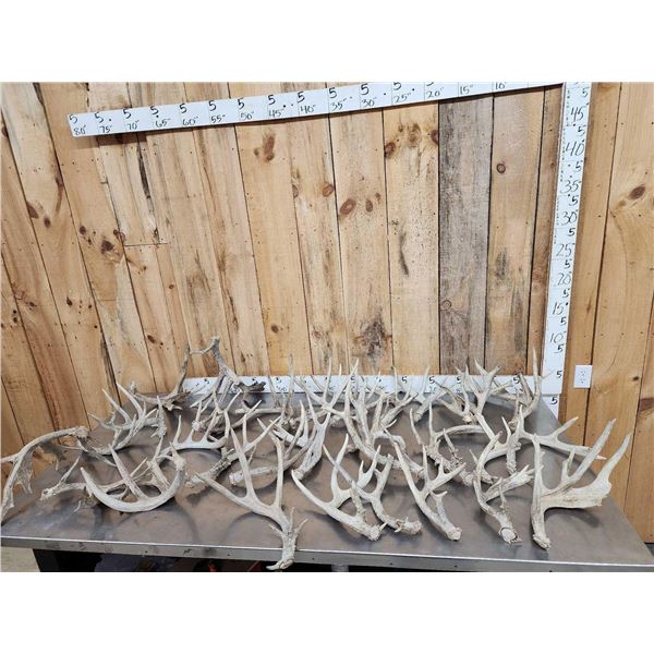 38.4 Lbs Of Whitetail Shed Antlers