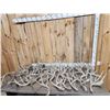 Image 1 : 38.4 Lbs Of Whitetail Shed Antlers