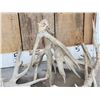 Image 4 : 38.4 Lbs Of Whitetail Shed Antlers