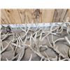 Image 5 : 38.4 Lbs Of Whitetail Shed Antlers