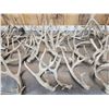 Image 6 : 38.4 Lbs Of Whitetail Shed Antlers