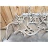 Image 9 : 38.4 Lbs Of Whitetail Shed Antlers