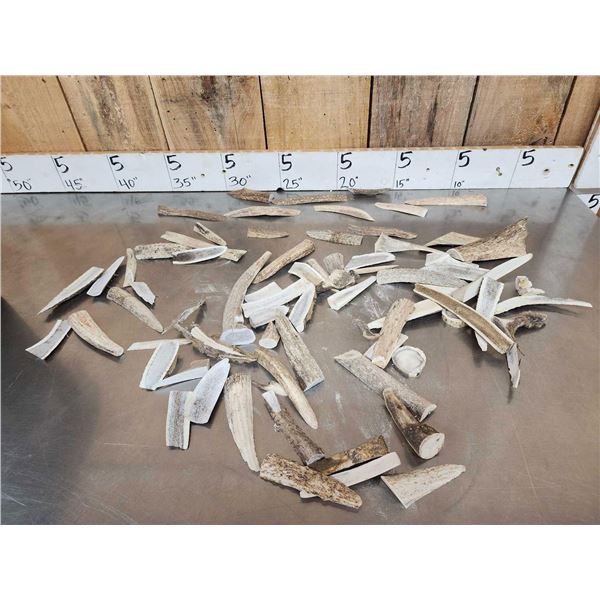 46 Lbs Of Whitetail Antler Slabs & Chunks