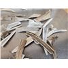 Image 3 : 46 Lbs Of Whitetail Antler Slabs & Chunks