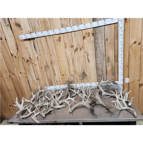 33.9 Lbs Of Whitetail Shed Antlers