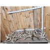 Image 1 : 33.9 Lbs Of Whitetail Shed Antlers