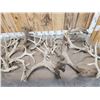 Image 3 : 33.9 Lbs Of Whitetail Shed Antlers