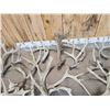 Image 4 : 33.9 Lbs Of Whitetail Shed Antlers