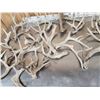 Image 5 : 33.9 Lbs Of Whitetail Shed Antlers