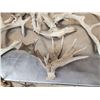 Image 6 : 33.9 Lbs Of Whitetail Shed Antlers