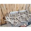 Image 7 : 33.9 Lbs Of Whitetail Shed Antlers
