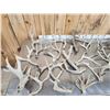 Image 8 : 33.9 Lbs Of Whitetail Shed Antlers