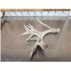 Image 10 : 5 Giant Whitetail Shed Antlers