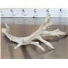 Image 11 : 5 Giant Whitetail Shed Antlers