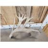 Image 12 : 5 Giant Whitetail Shed Antlers
