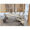 Image 13 : 5 Giant Whitetail Shed Antlers