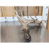 Image 14 : 5 Giant Whitetail Shed Antlers