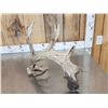 Image 15 : 5 Giant Whitetail Shed Antlers