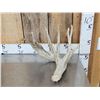 Image 16 : 5 Giant Whitetail Shed Antlers