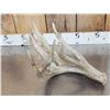 Image 17 : 5 Giant Whitetail Shed Antlers