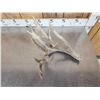 Image 18 : 5 Giant Whitetail Shed Antlers