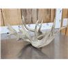 Image 19 : 5 Giant Whitetail Shed Antlers