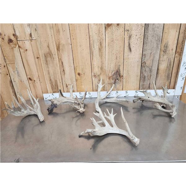 5 Giant Whitetail Shed Antlers