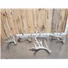 Image 1 : 5 Giant Whitetail Shed Antlers