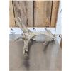 Image 3 : 5 Giant Whitetail Shed Antlers
