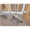 Image 4 : 5 Giant Whitetail Shed Antlers