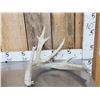 Image 5 : 5 Giant Whitetail Shed Antlers