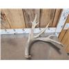 Image 6 : 5 Giant Whitetail Shed Antlers