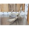 Image 7 : 5 Giant Whitetail Shed Antlers