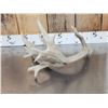 Image 8 : 5 Giant Whitetail Shed Antlers