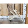 Image 9 : 5 Giant Whitetail Shed Antlers