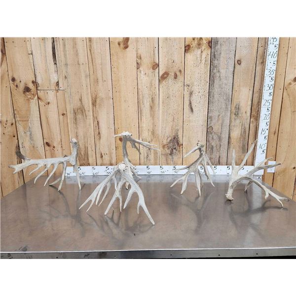 5 Big Whitetail Shed Antlers