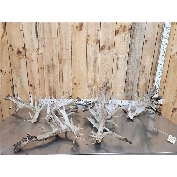 3 MASSIVE Sets Of Whitetail Cut Off Antlers