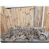 Image 1 : 40.4 Lbs Of Cut Off Whitetail Antlers In Velvet
