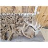 Image 2 : 40.4 Lbs Of Cut Off Whitetail Antlers In Velvet