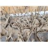 Image 5 : 40.4 Lbs Of Cut Off Whitetail Antlers In Velvet