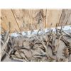Image 6 : 40.4 Lbs Of Cut Off Whitetail Antlers In Velvet