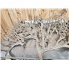 Image 7 : 40.4 Lbs Of Cut Off Whitetail Antlers In Velvet