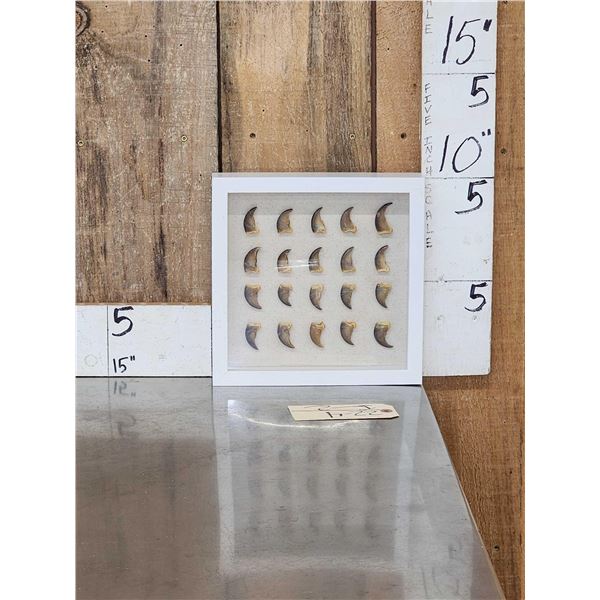 20 Black Bear Claws In Frame Taxidermy