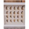 Image 2 : 20 Black Bear Claws In Frame Taxidermy