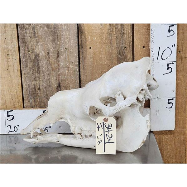 Camel Skull Taxidermy